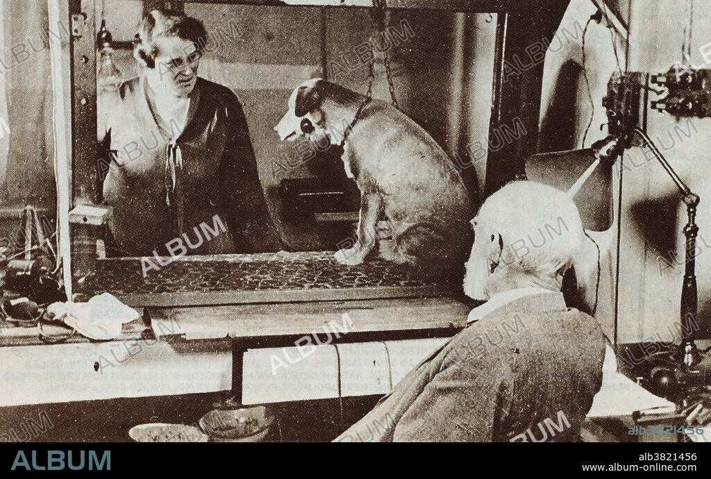Pavlov observing one of the dogs on which he conducted his behavorist experiments. Ivan Petrovich Pavlov (1849-1936) was a Russian physiologist and experimental psychologist who received the 1904 Nobel Prize for his work on the physiology of the digestive glands. He is best remembered for his work on conditioned reflexes, in which he conditioned dogs to salivate in anticipation of food by ringing a bell each meal time. Eventually, the bell alone provoked salivation. New York Public LIbrary Picture Collection.