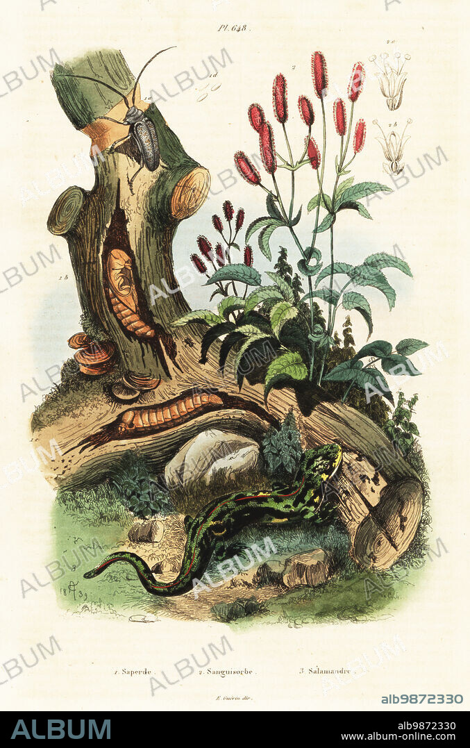 Near Eastern fire salamander, Salamandra infraimmaculata Salamandra maculosa, beetle, Oncideres amputator (Saperda amputator) and great burnet, Sanguisorba officinalis. Saperde, Sanguisorbe, Salamandre. Handcoloured steel engraving after an illustration by Adolph Fries from Felix-Edouard Guerin-Meneville's Dictionnaire Pittoresque d'Histoire Naturelle (Picturesque Dictionary of Natural History), Paris, 1834-39. .