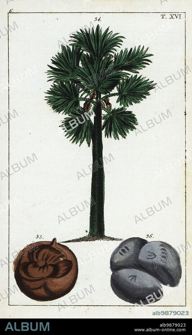 Doub palm, palmyra palm, tala palm, toddy palm, wine palm or ice apple, Borassus flabellifer. Tree and palmyra fruit. Handcolored copperplate engraving of a botanical illustration from Gottlieb Tobias Wilhelm's Unterhaltungen aus der Naturgeschichte (Encyclopedia of Natural History), Vienna, 1816.