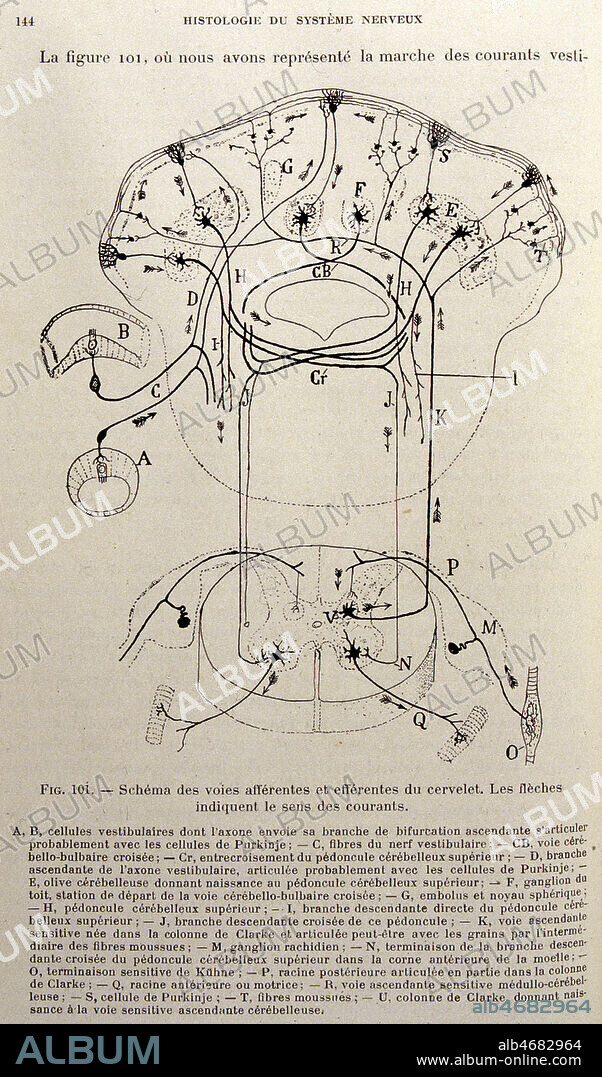 Voies afferentes et efferentes du cervelet. Illustration tiree de l'ouvrage de Ramon y CAJAL (1852-1934) 'Histologie du systeme nerveux de l'homme et des vertebres', edition de 1909 (20e, 20eme, XXe s.). Credit : JEAN VIGNE / KHARBINE-TAPABOR.
