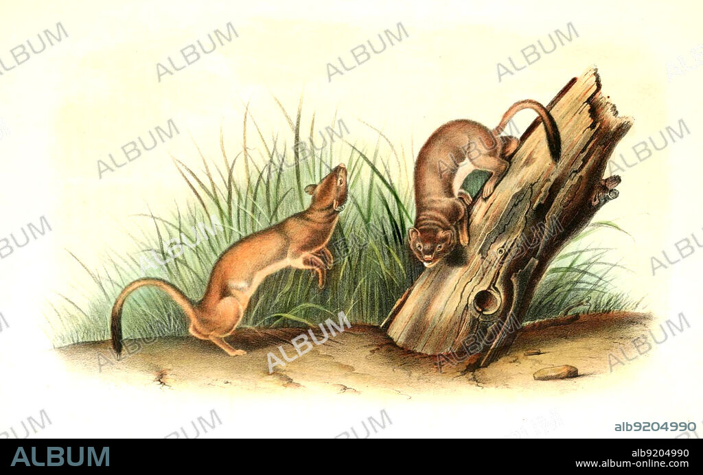 Langschwanzwiesel, Neogale frenata, Syn.: Mustela frenata, Raubtierart aus der Familie der Marder, digital restaurierte Reproduktion einer Originalvorlage aus dem 19. Jahrhundert, genaues Originaldatum nicht bekannt / long-tailed weasel, Neogale frenata, also known as the bridled weasel, masked ermine, or big stoat, historical, digital improved reproduction of an original from the 19th century.
