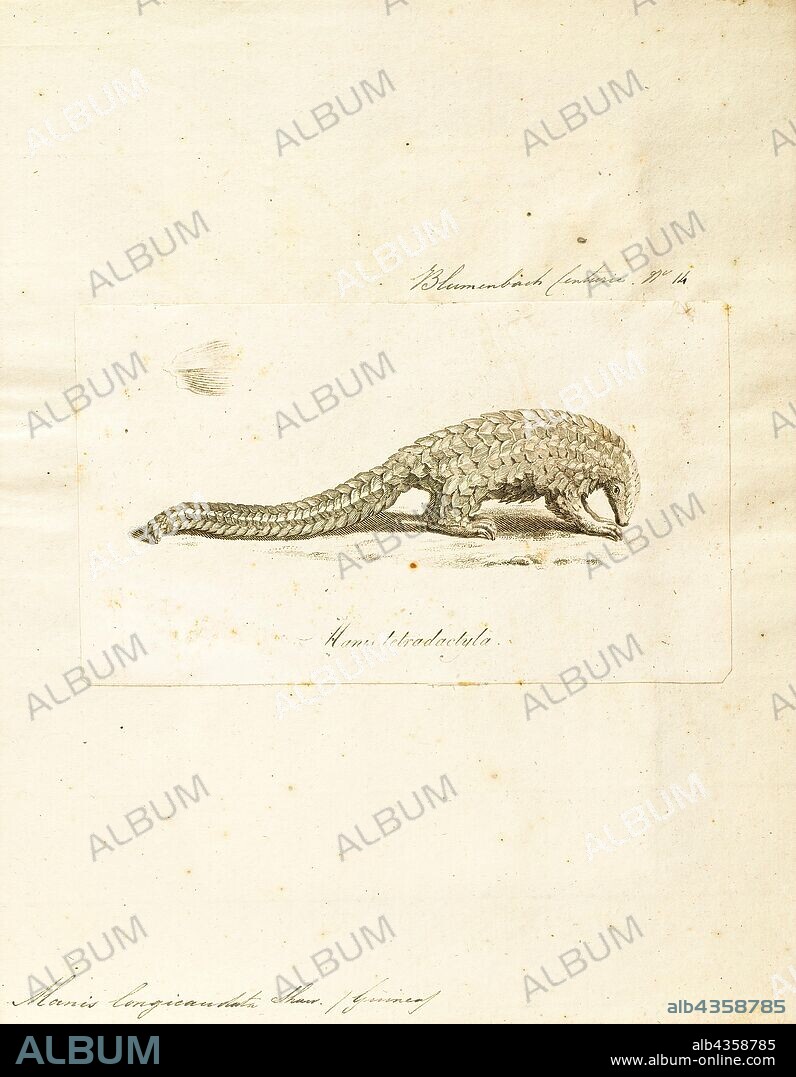 Manis longicaudata, Print, The long-tailed pangolin (Phataginus tetradactyla), also called the African black-bellied pangolin, or ipi, is a diurnal, arboreal pangolin species belonging to the family Manidae, in the order Pholidota. They feed on ants rather than termites. The common names for this species stem from physical characteristics, such as the extremely long tail or the dark hairs that cover the underside of their bodies and limbs. Pangolin comes from the Malay word pengguling, meaning “something that rolls up”., 1700-1880.