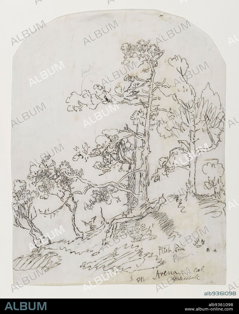 Pitch Pine, Point Arena, California, Ralph Albert Blakelock, American, 1847-1919, Ink and graphite on moderately thick, moderately textured, cream colored wove paper, ca. 1869-1871, Sheet, rounded at top: 10 15/16 x 8 1/2 in., 27.8 x 21.6 cm, American, drawing, fine lines, ink, line drawing, tree, trees.