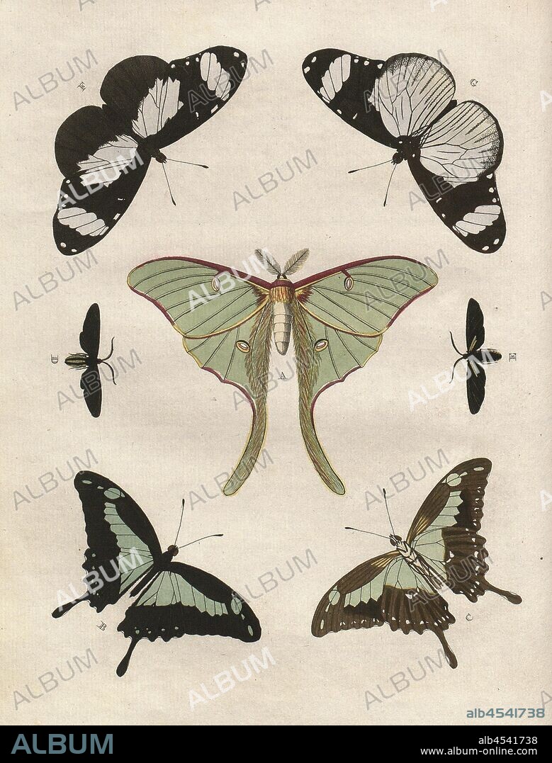 Butterflies 2, Fig. A: Luna, Fig. B-C: Phorcas, Fig. D-E: Helymus, Fig. F-G: Niavius, PL., II, according to p. 2, 1775, Pieter Cramer: De uitlandsche kapellen voorkomende in de drie waereld-deelen Asia, Africa en America. Bd. 1. Amsterdam [etc.]: chez S. J. Baalde, 1775-1791.