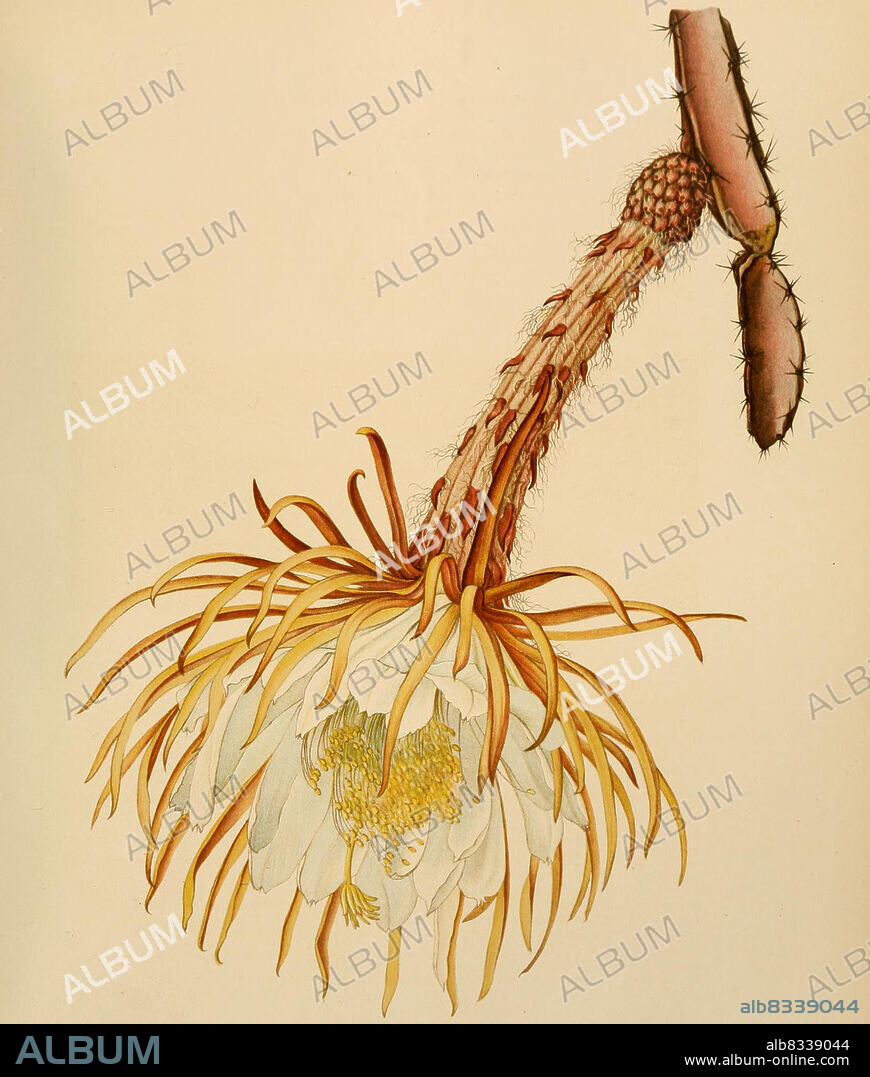 Selenicereus urbanianus, Kaktus, Kakteen, aus The Cactaceae, descriptions and illustrations, N.L. Britton and J.N. Rose, 1919-1923, Historisch, historical, digital improved reproduction of an original from the 19th century / digital restaurierte Reproduktion einer Originalvorlage aus dem 20. Jahrhundert, genaues Originaldatum nicht bekannt.