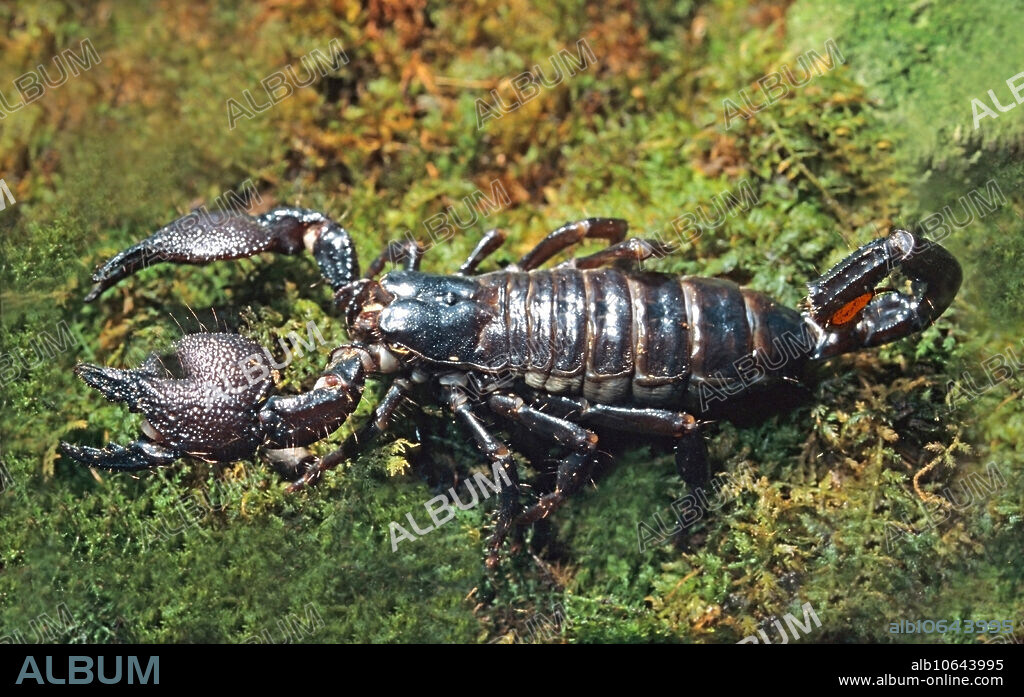 The Emperor Scorpion, (Pandinus imperator), is the largest scorpion from Africa.