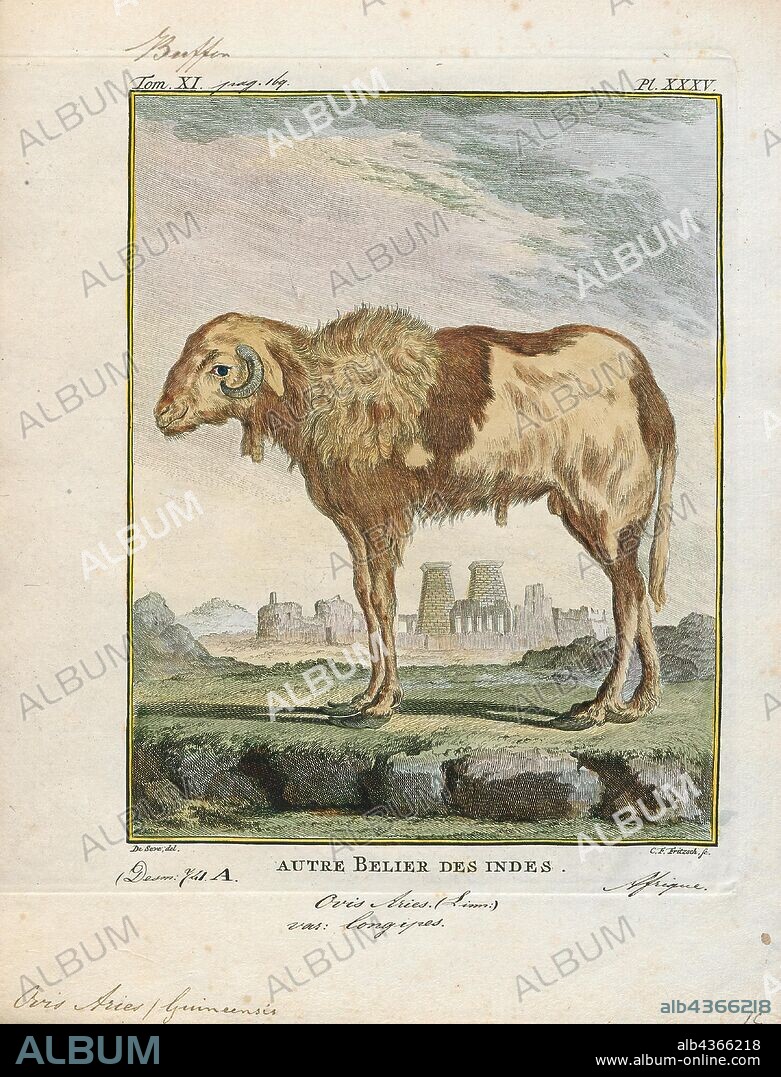 Ovis aries guineensis, Print, Ovis is a genus of mammals, part of the Caprinae subfamily of the ruminant family Bovidae. Its five or more highly sociable species are known as sheep. The domestic sheep is one member of the genus, and is thought to be descended from the wild mouflon of central and southwest Asia., 1700-1880.