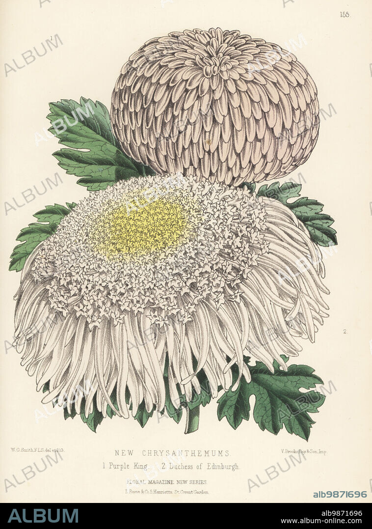 New Japanese chrysanthemum cultivars: Purple King 1 and Duchess of Edinburgh 2. Raised by James Herbert Veitch and Sons of Chelsea. Handcolored botanical illustration drawn and lithographed by Worthington George Smith from Henry Honywood Dombrain's Floral Magazine, New Series, Volume 4, L. Reeve, London, 1875. Lithograph printed by Vincent Brooks, Day & Son.