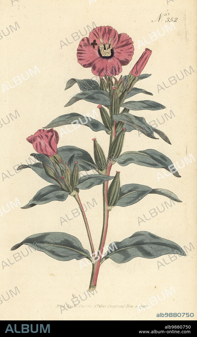 Rose of Mexico, Oenothera rosea. Purple oenothera, Oenothera purpurea. Native to Mexico and Texas, introduced to the Royal Garden at Kew in 1791. Handcoloured copperplate engraving after a botanical illustration from William Curtis's Botanical Magazine, Stephen Couchman, London, 1796.
