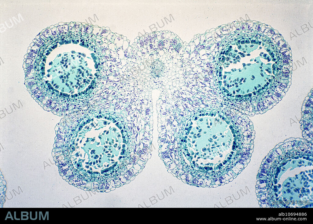 Lily anther. Light micrograph of a transverse section through a developing anther from a lily flower (Lilium sp.). The anther has four pollen sacs, which when mature will split open (dehisce) to release the pollen (see image C029/4822).