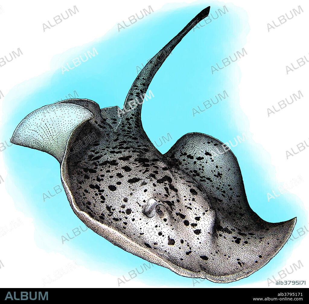 Round Ribbontail Ray, Illustration