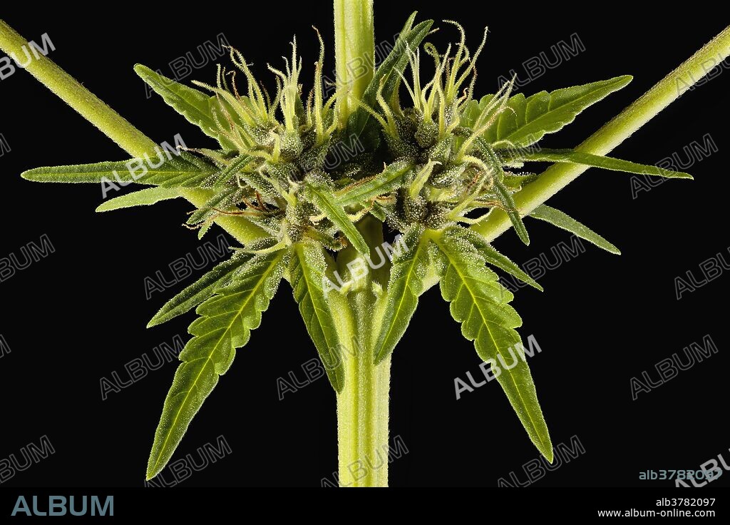 Cannabis sativa pistils, bracts and trichomes