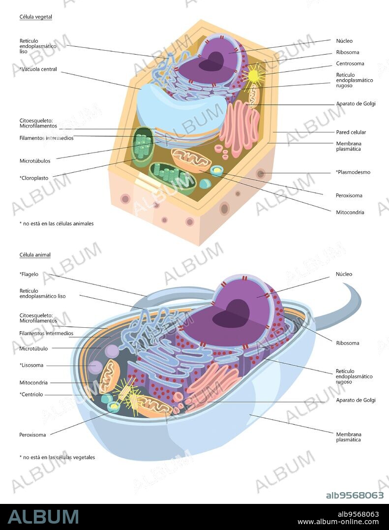 Comparative illustration of plant and animal cell anatomy (with labels).