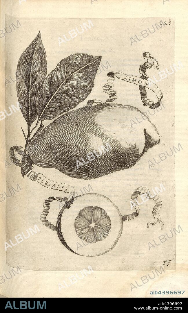 Limon imperialis, Citrus fruit, Fig. 34, p. 221, 1646, Giovanni Battista Ferrari: Hesperides sive de malorum aureorum cultura et usu libri quatuor. Romae: sumptibus Hermanni Scheus, 1646.