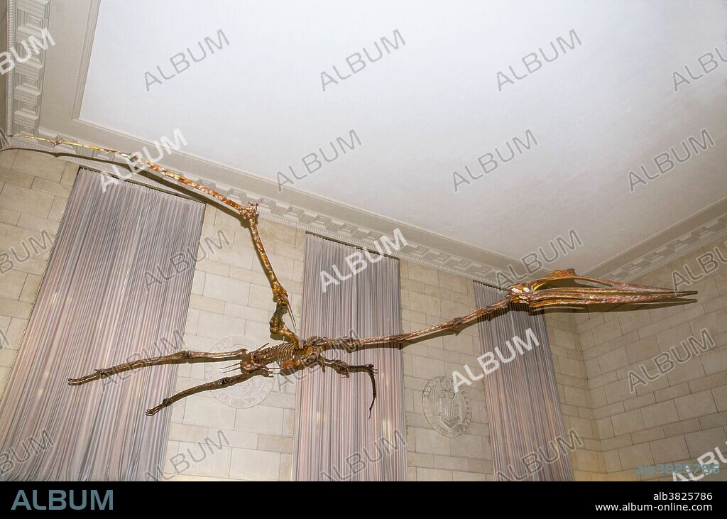 Texas Pterosaur (Quetzalcoatlus northropi) fossil found in Big Bend national Park, displayed in University of Texas Museum.