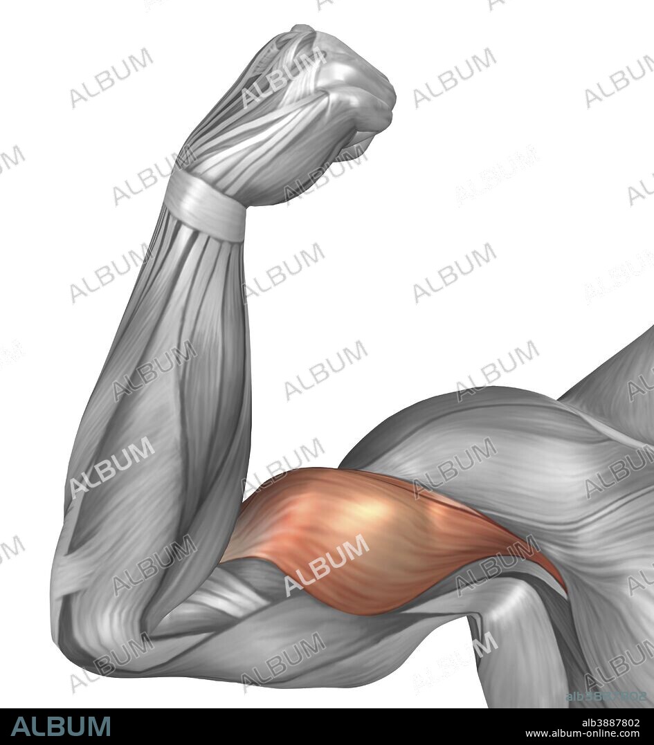 Illustration of a flexed arm showing bicep muscle.