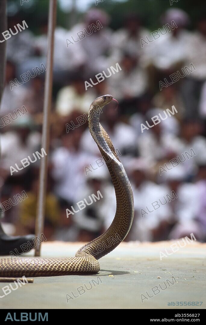 Reptiles, King Cobra with charmer (Naja Naja) with hood open, Nagapanchami Festival of snake, cobra story, battis shirala, maharashtra, india.