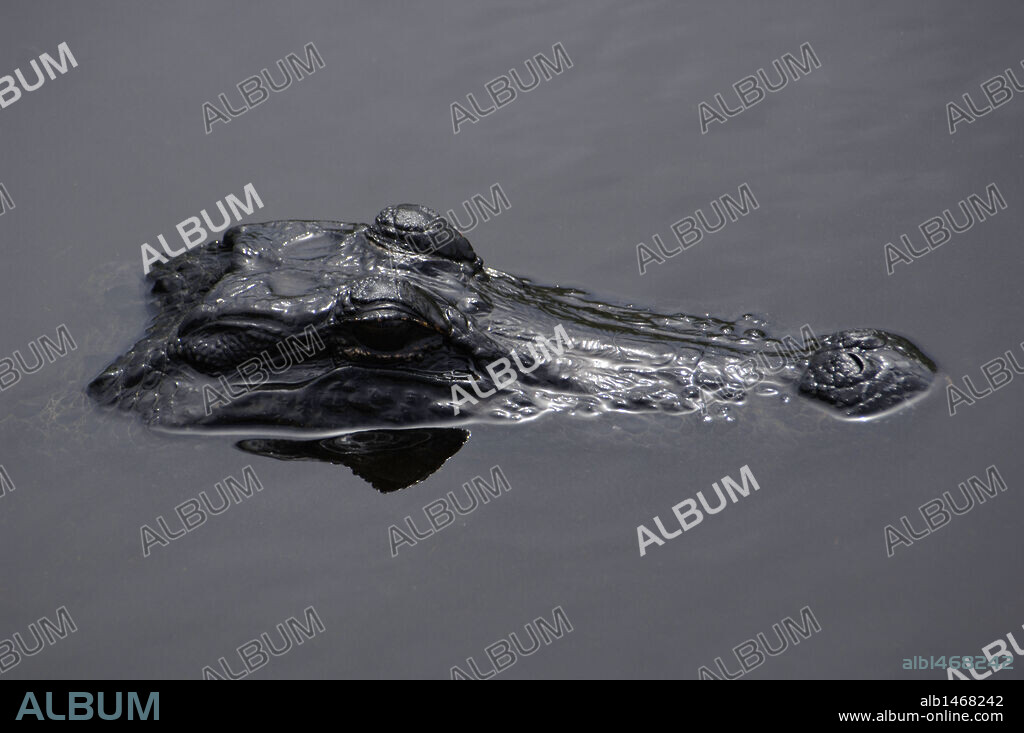Caiman (alligatorid crocodylians).  Everglades National Park. Florida. USA.