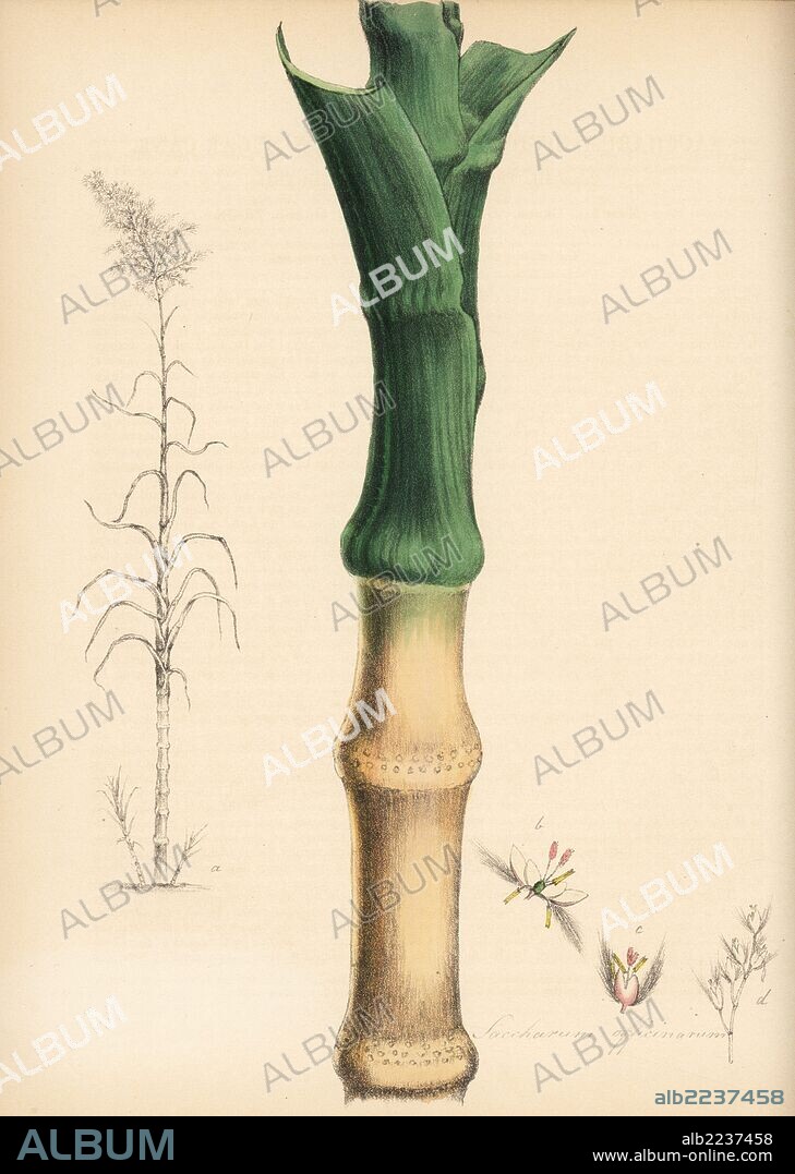 Sugarcane, Saccharum officinarum, with cane stem and leaf, and engraving of entire plant. Handcoloured zincograph by Chabots drawn by Miss M. A. Burnett from her "Plantae Utiliores: or Illustrations of Useful Plants," Whittaker, London, 1842. Miss Burnett drew the botanical illustrations, but the text was chiefly by her late brother, British botanist Gilbert Thomas Burnett (1800-1835).