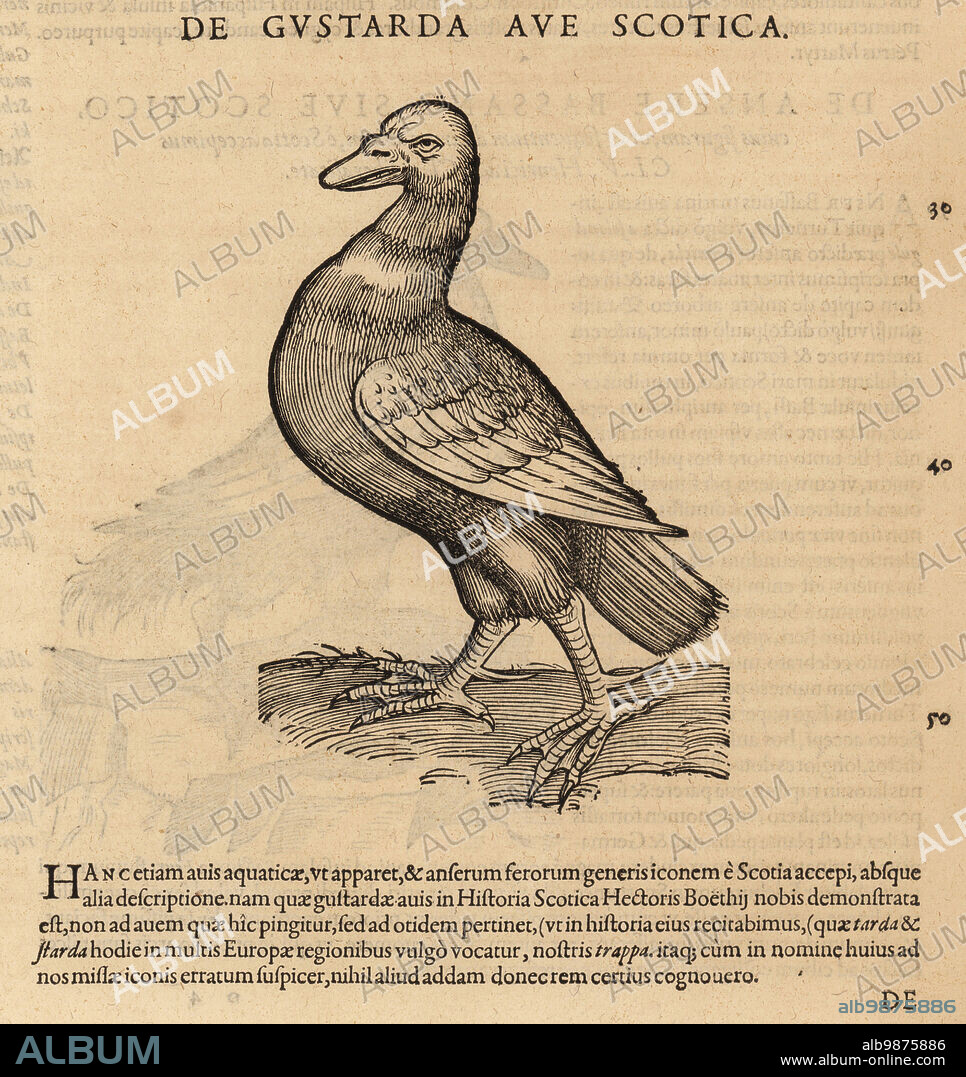 Great bustard, Otis tarda. Vulnerable. De Avibus, De Gustarda ave Scotica, tarda, starda. Woodcut engraving after an illustration by Lucas Schan and Conrad Gessner from Conrad Gessners Historiae Animalium, De avium natura, (Natural history of animals: birds), Frankfurt, Wechel for Cambier, 1585.