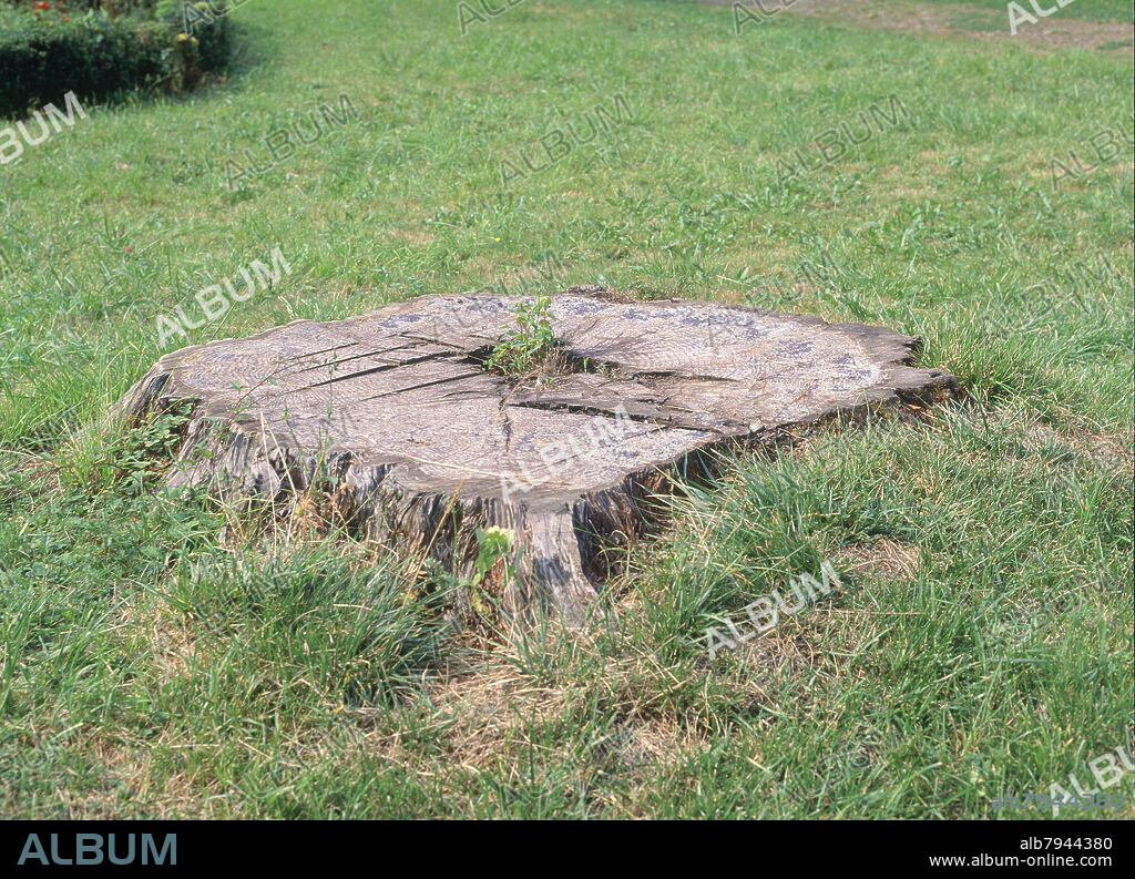 TRONCO DE ARBOL CORTADO - FOTO AÑOS 00.