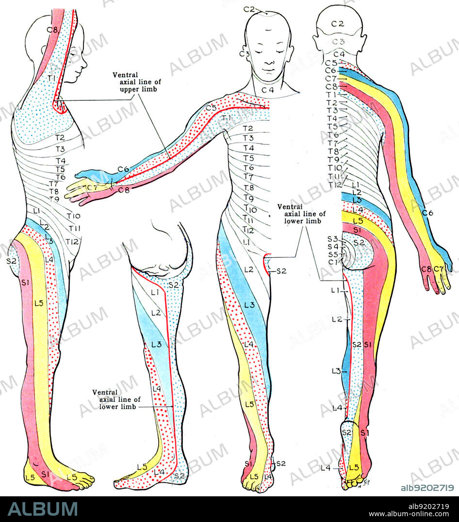 A dermatome is an area of skin that is mainly supplied by a single spinal nerve. There are 8 cervical nerves (C1 being an exception with no dermatome), 12 thoracic nerves, 5 lumbar nerves and 5 sacral nerves. Each of these nerves relays sensation (including pain) from a particular region of skin to the brain. Dermatomes can be used by neurologists to track peripheral nerves and identify injured areas. However, since the zones overlap slightly, nerve distribution can only be approximated.