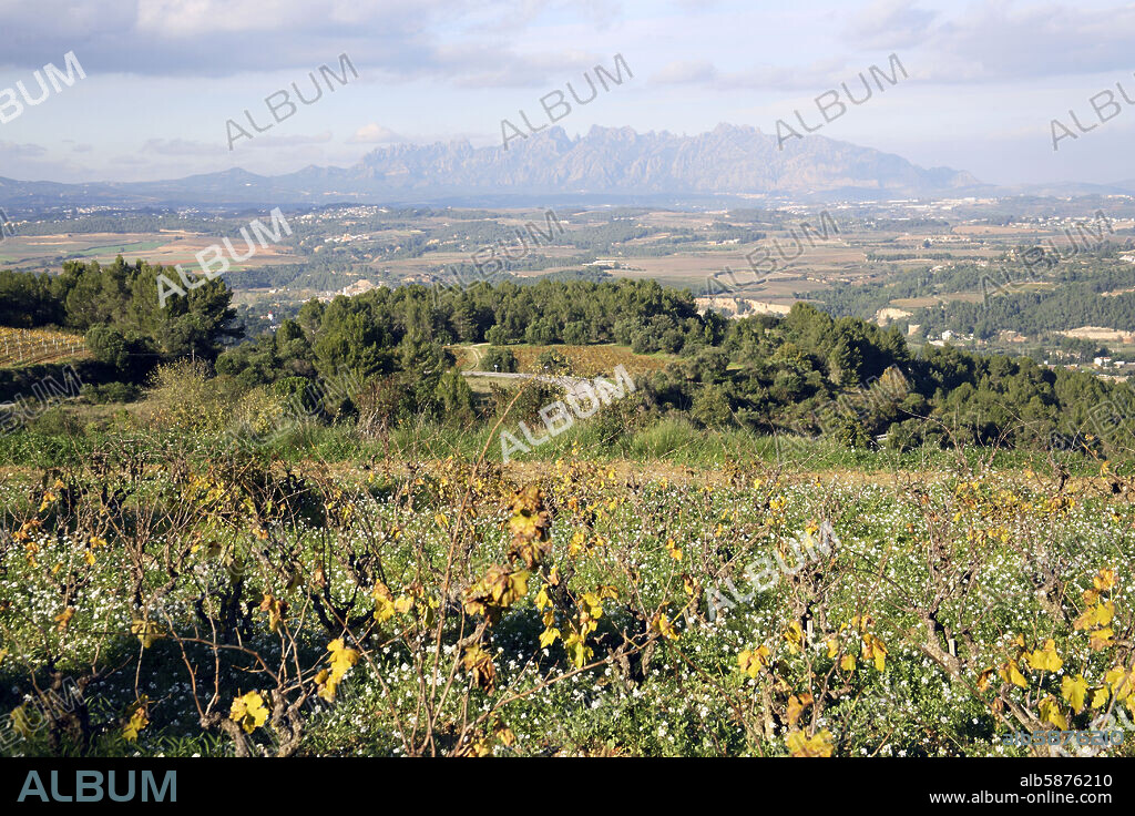 Subirats; vista de la comarca del Penedés; viñedos y al fondo: Montserrat.