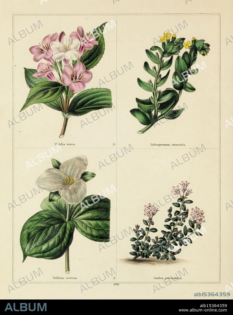 The botanic garden, London, Simpkin & Marshall, 1825, botany, floriculture, flowers, Great Britain, pictorial works, The illustration features a quartet of botanical studies showcasing various flowering plants. In the top left, vibrant pink blossoms of Wigelia rosa are depicted surrounded by lush green leaves. Adjacent to it, the top right corner features Lobularia aurantiaca, characterized by its small yellow flowers arranged in clusters along a slender stem. The bottom left illustrates Trillium grandiflorum, notable for its distinct three-petaled white flower set above a pair of broad, green leaves. Finally, in the bottom right, the creeping plant Acantholimon pyrenaicum is portrayed, displaying its delicate foliage and small, clustered flowers, adding to the diversity of this botanical collection.