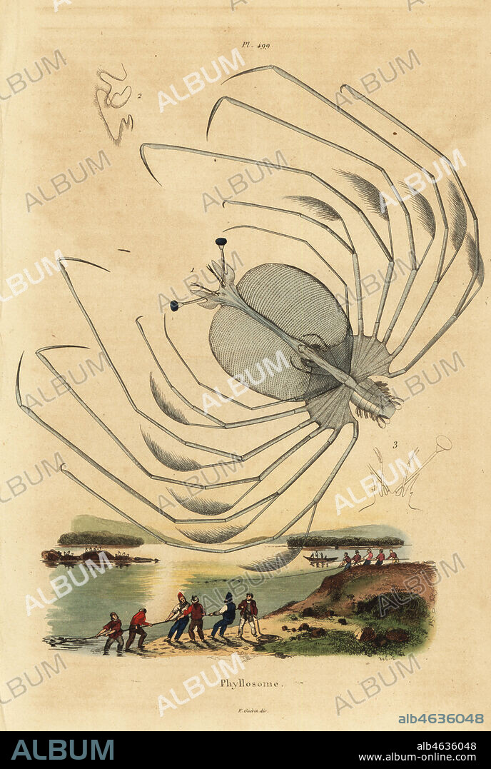 Phyllosoma larval stage of a spiny lobster, Palinurus elephas. Phyllosome. Handcoloured steel engraving by du Casse from Felix-Edouard Guerin-Meneville's Dictionnaire Pittoresque d'Histoire Naturelle (Picturesque Dictionary of Natural History), Paris, 1834-39.
