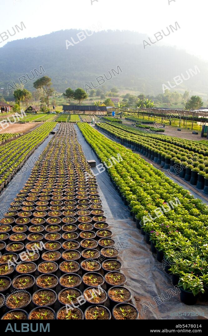 Loei (Thai: ???) Province is located in Thailand's upper North-East. Neighboring provinces are (from east clockwise) Nong Khai, Udon Thani, Nongbua Lamphu, Khon Kaen, Phetchabun, Phitsanulok. In the north it borders Xaignabouli and Vientiane Provinces of Laos. The province is covered with low mountains, while the capital Loei is located in a fertile basin. The Loei River, which flows through the province, is a tributary of the Mekong which, together with the smaller Hueang River, forms the northern boundary of the province with neighboring Laos. Although temperatures in the hot season (April-May) can be more than 40 degrees Celsius, the province is the only one in Thailand where temperatures regularly drops below freezing at night in the cold season (December-January). Loei is rich in national parks, including especially Phu Kradung, Phu Ruea, Phu Suan Sai (also known as Na Haeo) and Phu Luang Wildlife Sanctuary. In 1853 King Mongkut (Rama IV) founded the city of Loei to administer the increasing population in what was then a remote area. In 1907 the province was created by King Chulalongkorn (Rama V). The province is also famous for the Phi Ta Khon festival held at Dansai during the 6th lunar month to make merit and honour the spirits of the ancestors - a colourful mix of Buddhism and spirit worship. The symbol of the province is the stupa (chedi) at Phra That Si Song Rak in Dan Sai, which was built in 1560 by King Maha Chakrapat of Ayutthaya and King Chai Chetha of Lan Xang as a symbol of friendship between the Siamese and Lao kingdoms.