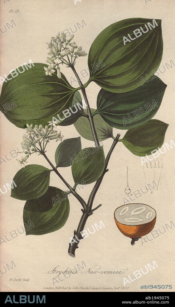 Strychnine tree, Strychnos nux-vomica. Handcoloured botanical illustration engraved on steel by William Clark from John Stephenson and James Morss Churchill's "Medical Botany: or Illustrations and descriptions of the medicinal plants of the London, Edinburgh, and Dublin pharmacopœias," John Churchill, London, 1831. William Clark was former draughtsman to the London Horticultural Society and illustrated many botanical books in the 1820s and 1830s.