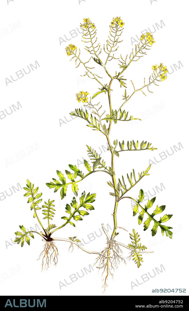 Wilde Sumpfkresse, Rorippa sylvestris / Rorippa sylvestris, the creeping yellowcress, keek, or yellow fieldcress, historical, digital improved reproduction of an original from the 19th century / digital restaurierte Reproduktion einer Originalvorlage aus dem 19. Jahrhundert, genaues Originaldatum nicht bekannt.