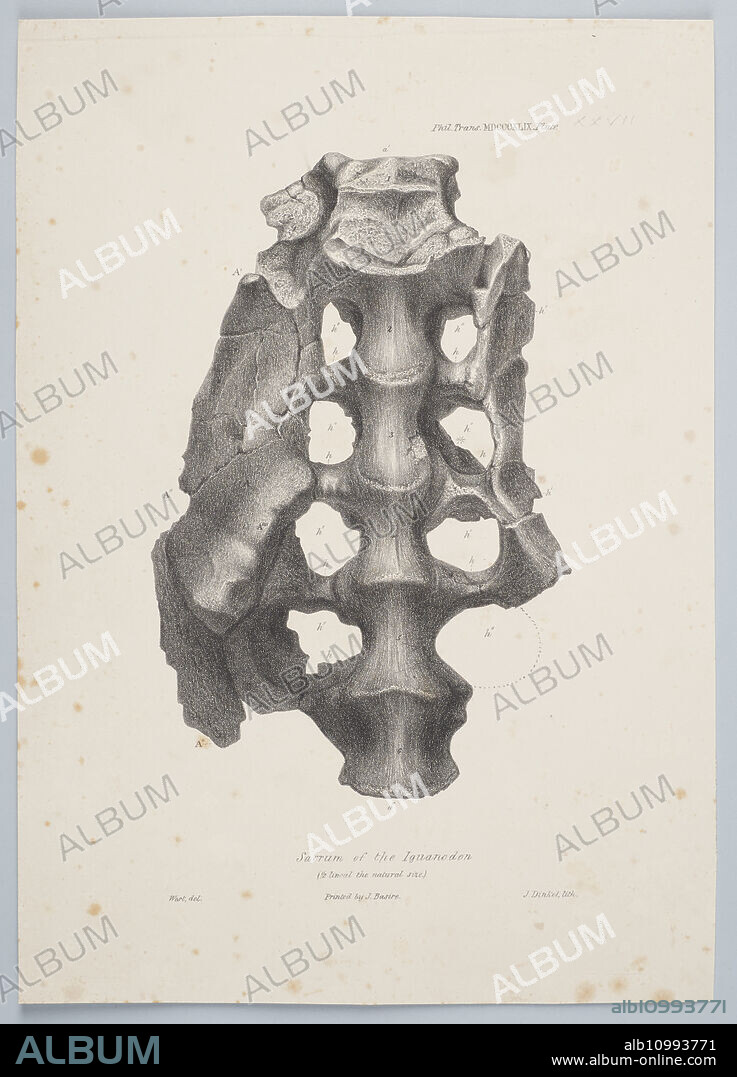 JOSEPH DINKEL. Sacrum of the Iguanodon, 1849.