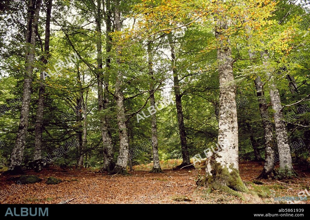 Monte Aezkoa, hayedo.