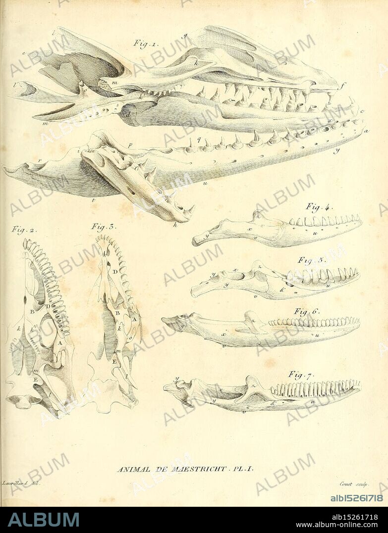 Recherches sur les ossemens fossiles de quadrupèdes Paris Deterville 1812 France Geology Mammals Fossil Paleontology Paris region Vertebrates Fossil, A detailed scientific illustration showcases various anatomical features of a marine mammal's skull and jaw structure. The artwork includes labeled diagrams, depicting the skull from different angles, illustrating crucial elements such as the nasal passages, dental structures, and anatomical landmarks. The first figure prominently displays the full skull with intricate details of the cranial and jaw bones, while subsequent figures focus on specific aspects, including the arrangement of teeth and the overall profile of the jaw. This meticulous representation serves as an educational reference for understanding marine mammal anatomy, highlighting both function and form in a clear and informative manner.