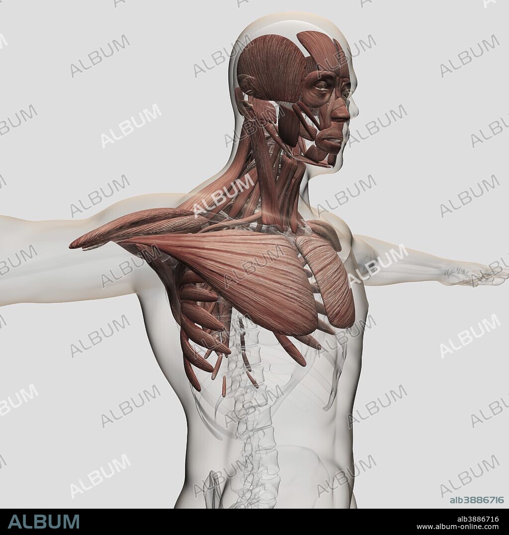 Anatomy of male muscles in upper body, anterior view.