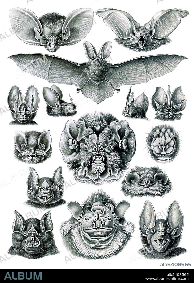 Chiroptera. Illustration showing bats. Kunstformen der Natur (Art Forms in Nature) is a book of lithographic and halftone prints by Ernst Haeckel. It consists of 100 prints of various organisms, many of which were first described by Haeckel himself, translated from sketch to print by lithographer Adolf Giltsch. Ernst Haeckel (1834 - 1919) was a German biologist, naturalist, philosopher, physician, professor, marine biologist, and artist. Haeckel's identification key was not provided.