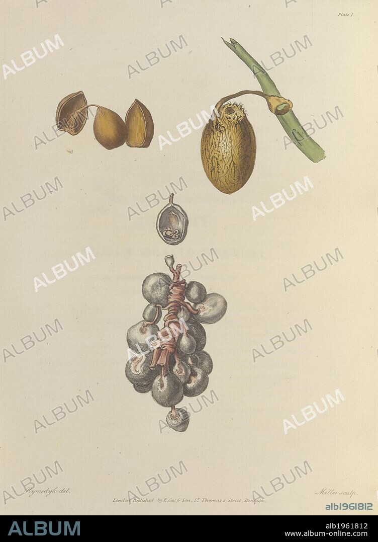 MILLER, THOMAS DENMAN et RYMSDYK. Nut and seed. A Collection of Engravings, tending to illustrate the generation and parturition of animals, and of the human species. E. Cox & Son: London, 1815. Source: 779.k.14, plate I.
