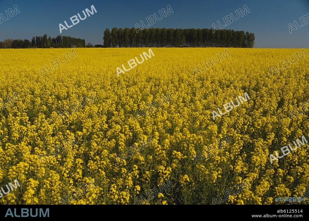 Gâtinais (Landschaft im Pariser Becken, Frankreich; begrenzt von Essonne, Loire, Yonne und Seine).-Blühendes Rapsfeld im Gâtinais im Département Essonne.-Foto, undatiert.