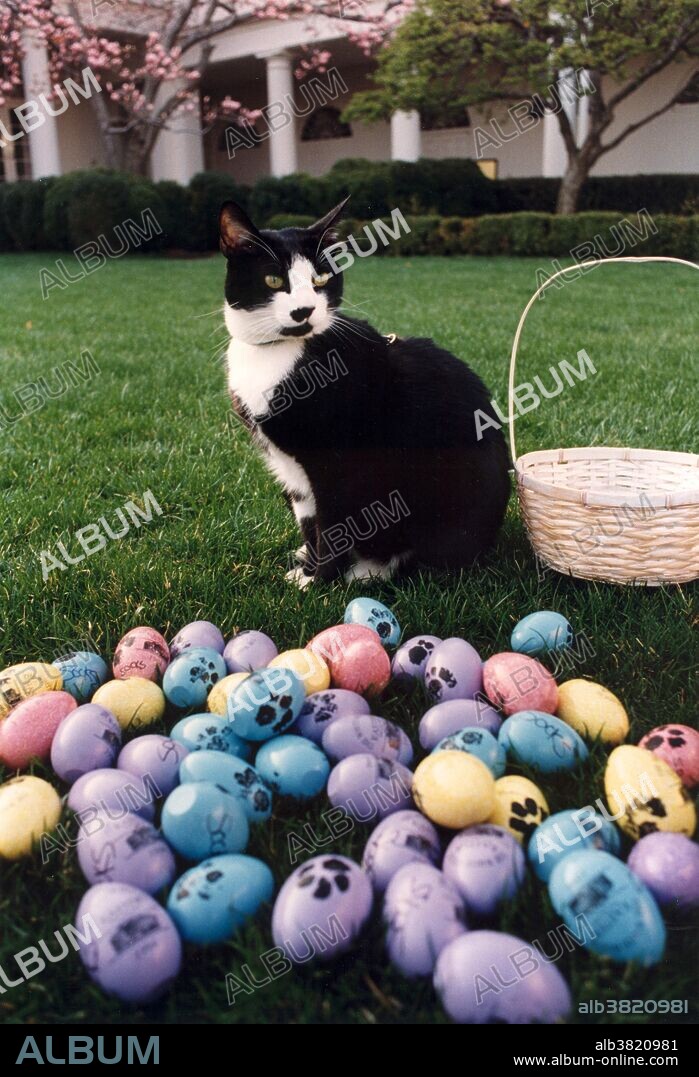 Socks the Cat posing next to Easter eggs decorated with paw prints, April 1, 1994. Socks Clinton (1989 - February 20, 2009) was the pet cat of President Clinton's family during his presidency. An adopted stray cat, he was the only pet of the Clintons during the early years of the administration, and his likeness hosted the children's version of the White House website. He eventually lost the position of principal Clinton pet in 1997 when the Clintons acquired Buddy, a Labrador Retriever. After Clinton left office, Socks resided with former Clinton secretary Betty Currie and her husband, owing to continuing conflicts with Clinton's dog Buddy. Socks was euthanized on February 20, 2009, in Hollywood, Maryland, after suffering cancer of the jaw.