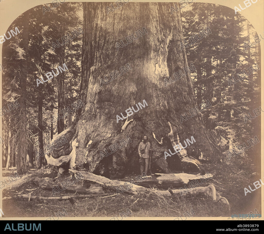 CARLETON WATKINS. Section of the Grizzly Giant, 33 Feet Diameter, Mariposa Grove, Yosemite, No. 111. Date/Period: 1861. Print. Albumen silver. Height: 432 mm (17 in); Width: 521 mm (20.51 in).