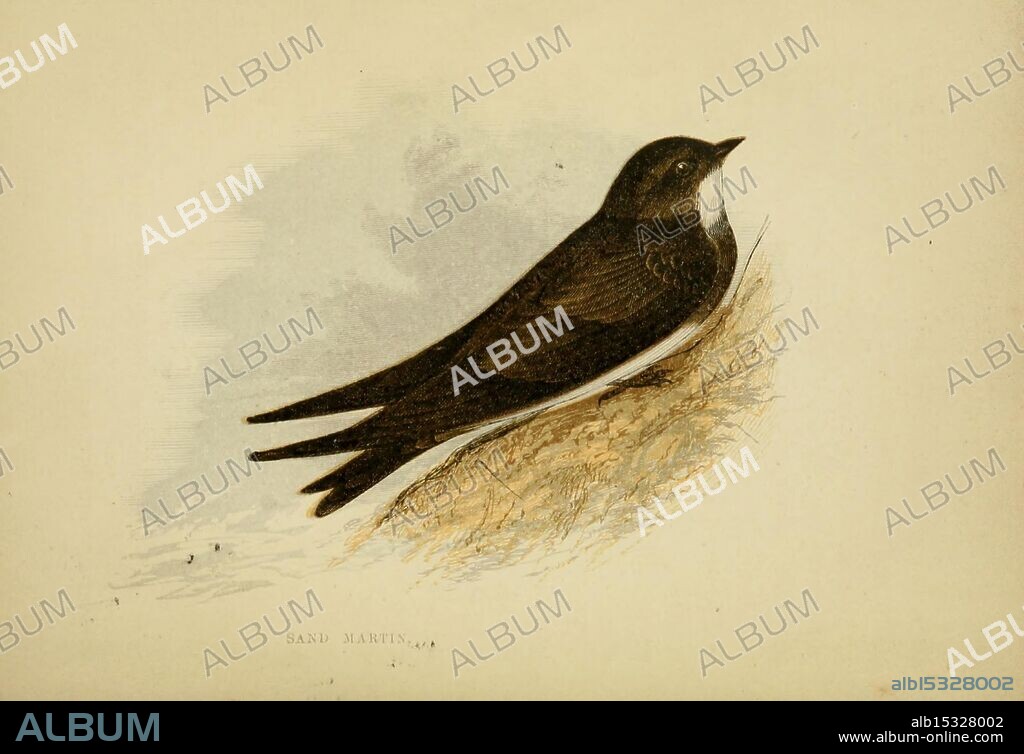 Our, native, songsters, London, Printed, for the, Society, for Promoting, Christian, Knowledge, 1853, Great Britain, birds, riparia, hirundo, riparia, A swift bird is depicted in mid-flight, its streamlined body angled upward with graceful precision. The bird features a distinct, dark plumage that contrasts with a lighter, textured background, suggesting a natural habitat. Its wings are elongated and slightly curved, emphasizing the speed and agility characteristic of its species. The detailed illustration highlights the bird's delicate features, including its sharp beak and expressive eyes, capturing the essence of freedom in the wild. Subtle artistic strokes complement the overall composition, enhancing the sense of movement and tranquility in this moment of nature.