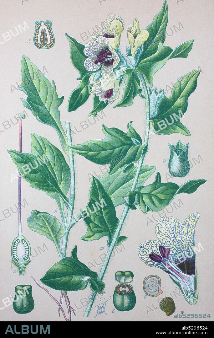 Hyoscyamus niger, henbane, black henbane or stinking nightshade, is a poisonous plant in the family Solanaceae  /  Schwarze Bilsenkraut, Hyoscyamus niger, Pflanzenart aus der Gattung der Bilsenkräuter innerhalb der Familie der Nachtschattengewächse, Digital improved reproduction of an original print from the 19th century / digitale Reproduktion von einer Originalvorlage aus dem 19. Jahrhundert.