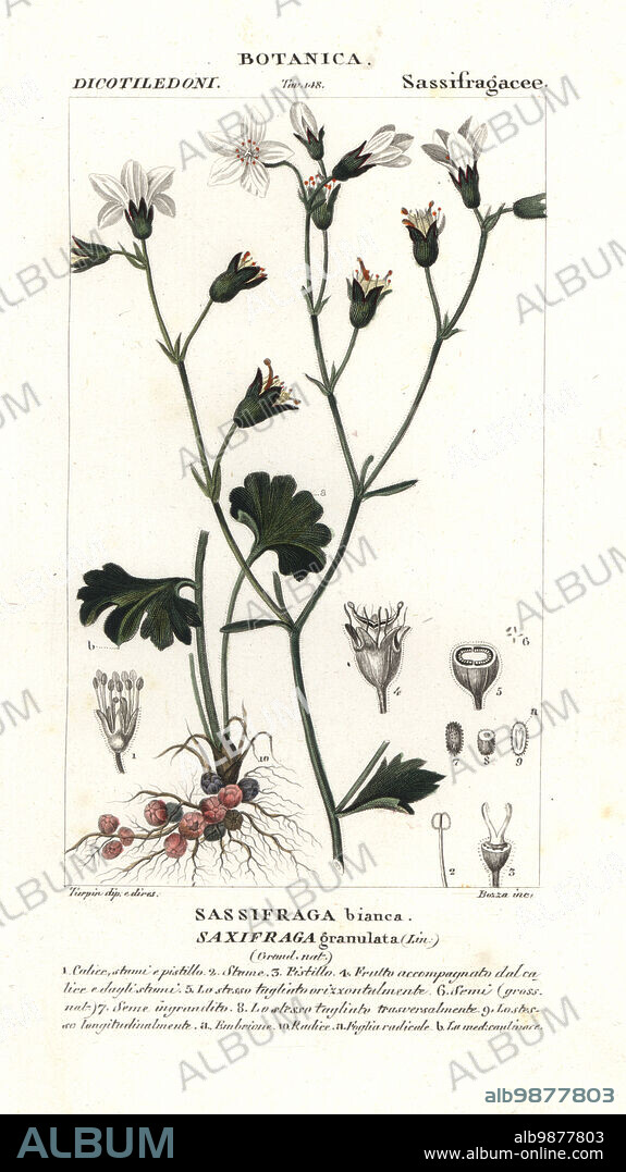 Meadow saxifrage, Saxifraga granulata. Sassifraga bianca. Handcoloured copperplate stipple engraving from Jussieu's Dizionario delle Scienze Naturali, Dictionary of Natural Science, Florence, Italy, 1837. Illustration engraved by Bozza, drawn and directed by Pierre Jean-Francois Turpin, and published by Batelli e Figli. Turpin (1775-1840) is considered one of the greatest French botanical illustrators of the 19th century.