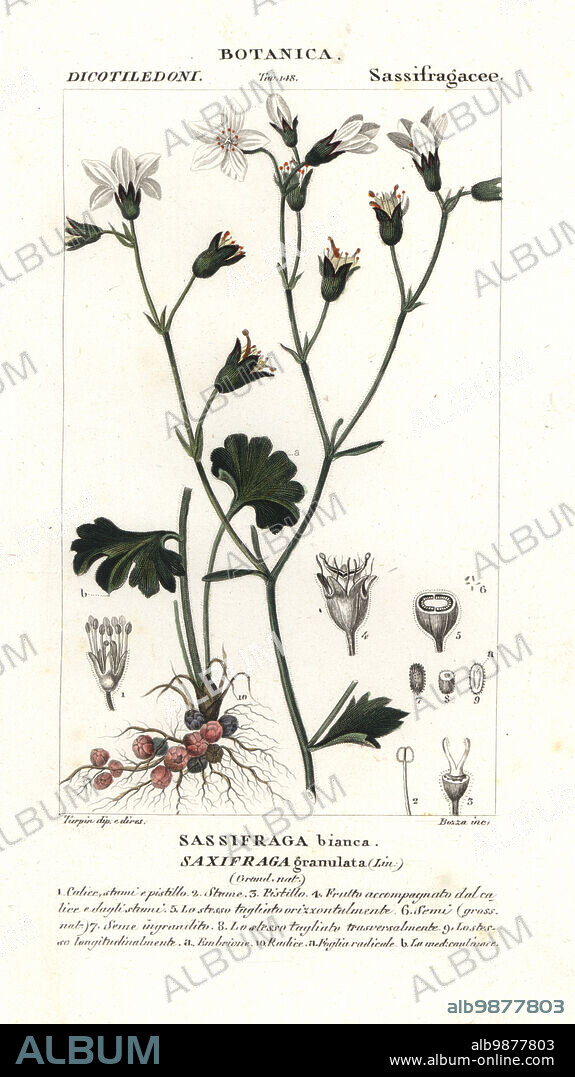 Meadow saxifrage, Saxifraga granulata. Sassifraga bianca. Handcoloured copperplate stipple engraving from Jussieu's Dizionario delle Scienze Naturali, Dictionary of Natural Science, Florence, Italy, 1837. Illustration engraved by Bozza, drawn and directed by Pierre Jean-Francois Turpin, and published by Batelli e Figli. Turpin (1775-1840) is considered one of the greatest French botanical illustrators of the 19th century.