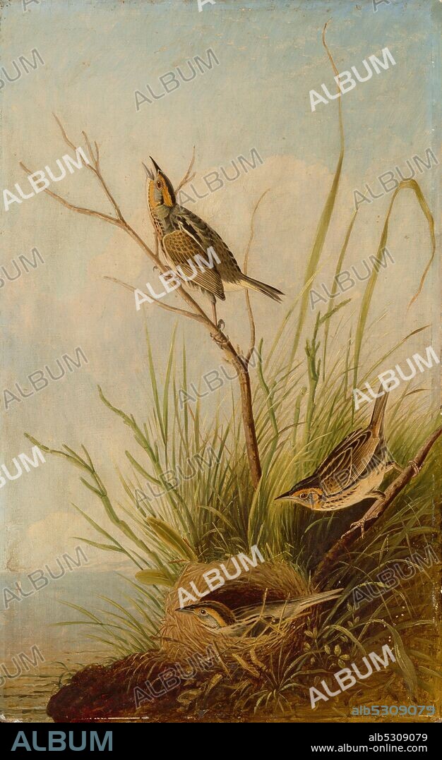 JOSEPH BARTHOLOMEW KIDD. Sharp-Tailed Finch, 1831/1833.