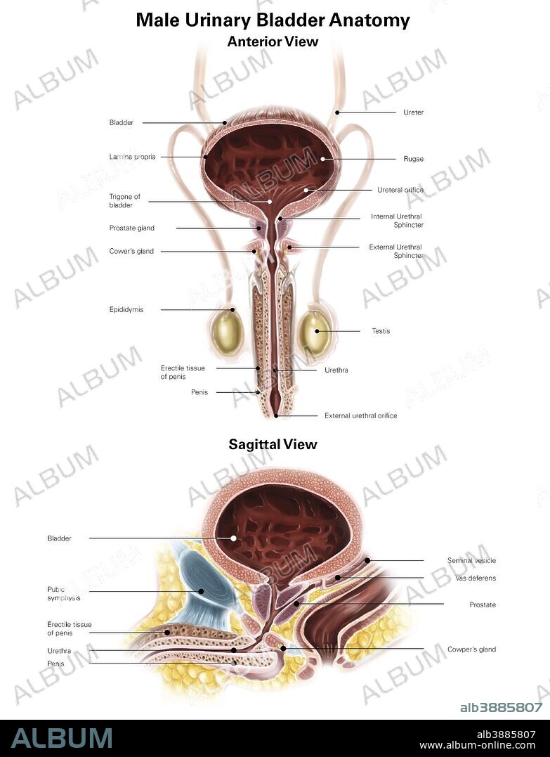 Anterior view and sagittal view of male urinary bladder.