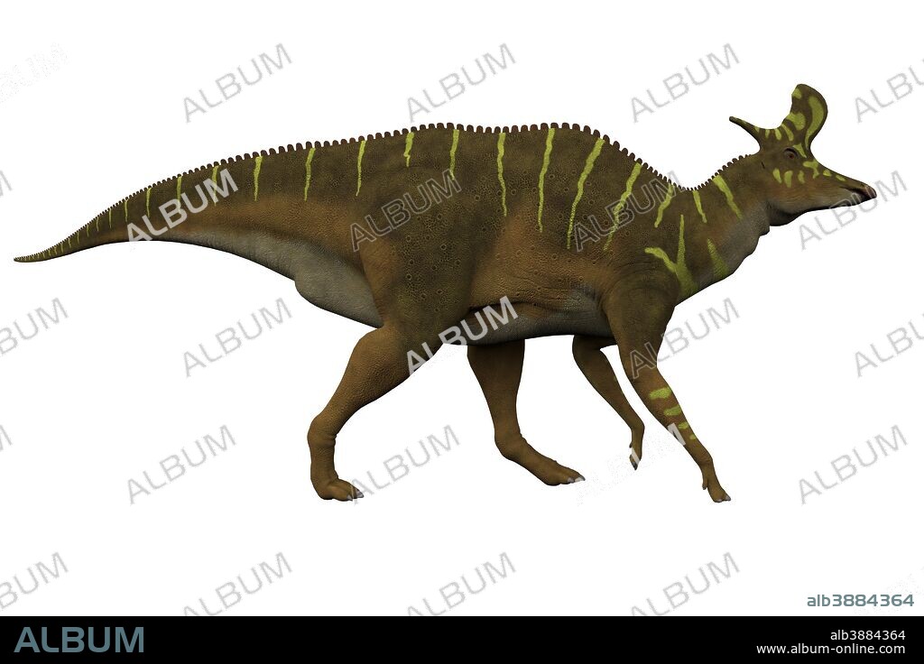 Lambeosaurus dinosaur on white background. Lambeosaurus was a hadrosaur dinosaur that lived in North America in the Cretaceous Period.