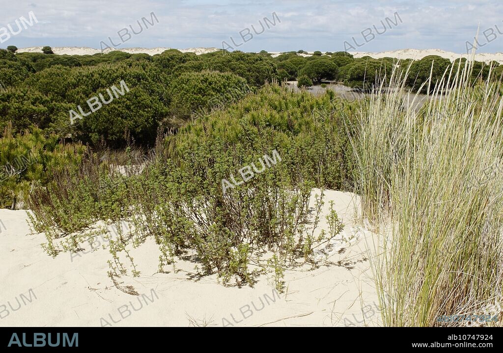 ´Dunas móviles´ (moving dunes) and ´corrales´ (groups of pine trees encircled by dunes). Doñana National Park. Huelva province. Spain.