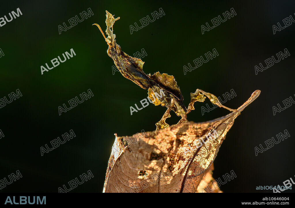 Ghost mantis, Phyllocrania paradoxa, Madagascar.